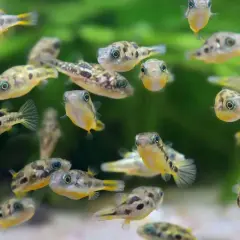 En flock små, prickiga **bacopa caroliniana** simmar i akvariet. Deras stora ögon och gula fenor sticker ut mot den gröna bakgrunden.