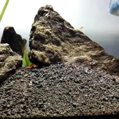 Akvarium med stenar och grus till akvarium. Små fiskar simmar i bakgrunden.