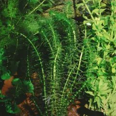 Vattenpest i akvarium, frodigt och grönt med små fiskar som simmar bland växterna.