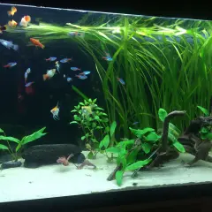 Ett vackert andmat akvarium med många småfiskar som simmar bland frodiga gröna växter och drivved.