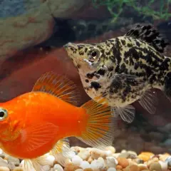 En orange och en fläckig mollyfisk simmar i ett akvarium med stenar och växter.
