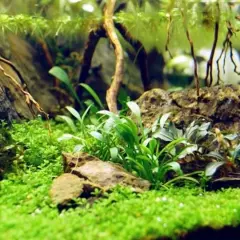 En frodig undervattensvärld med en matta av små gröna blad, där Cryptocoryne parva växer bland stenar och drivved.