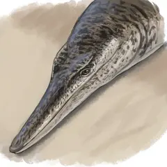 En närbild av ett krokodillfisk-liknande djurs huvud med mönstrad hud och ett långt, spetsigt nosparti.