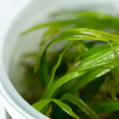 Närbild på gröna, långa blad från blyxa japonica i en vit behållare.