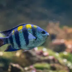 En randig fisk med gula fläckar simmar i ett akvarium. Undrar hur mycket kostar ett akvarium?