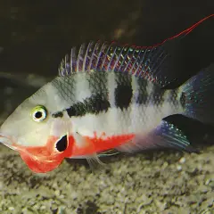 En vacker ciklider i ett akvarium, med sina distinkta svarta fläckar och livliga röda och blå färger.
