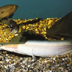 En ljus clarias fisk med långa morrhår ligger på grusig botten. Två andra fiskar simmar ovanför.