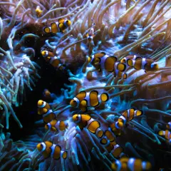 En grupp clownfiskar simmar bland anemonens tentakler i ett akvarium.
