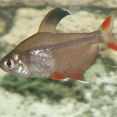 En rosentetra simmar i ett akvarium, dess kropp skimrar och stjärtfenan har röda fläckar.
