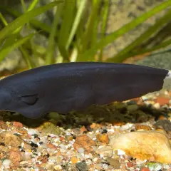 En mörk, spöklik fisk simmar i ett akvarium med stenar och växter. Denna ghost fish har en slank kropp och en randig svans.