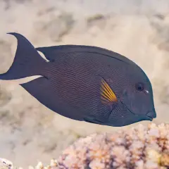 En mörk kirurgfisk med randiga mönster simmar nära koraller.