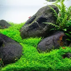 Akvarium med mossa, stenar och röda räkor. Eleocharis acicularis bildar en tät, grön matta.