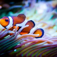 En clownfisk simmar bland färgglada anemoner.