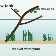 En rot från ett akvarium sträcker sig över vattenytan, med växter fästa på trädet.