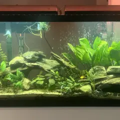 Ett frodigt 120 liter akvarium med många gröna växter, drivved och stenar. Några små fiskar simmar bland bubblorna.