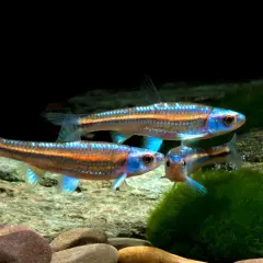 Tre glänsande notropis chrosomus simmar i ett akvarium med stenar och mossa. Deras blå och orange färger lyser.