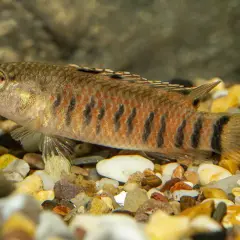 En randig fisk med orange och svarta markeringar simmar i ett saltvattensakvarium bland stenar.