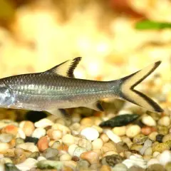 En silverfärgad fisk med mörka fenor simmar i ett haj akvarium.
