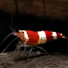 En rödvitrandig caridina räka med långa antenner står på en mörk yta.