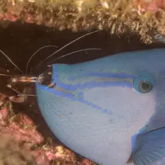 En niger triggerfish med blå ränder och en räka som putsar dess mun.