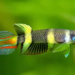 En clown killifish med randig kropp och färggranna fenor simmar mot en grön bakgrund.