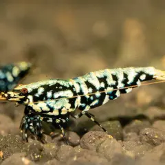 En harlequin shrimp med sitt unika mönster av svart, vitt och blått rör sig över grusig botten.