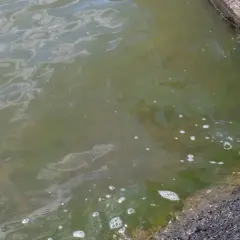 Grönt vatten med bubblor och en sköldpadda vid kanten. Vattnet ser ut som ett akvarium med blågröna alger.
