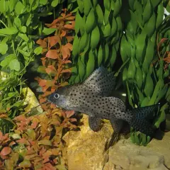 En prickig Synodontis eupterus simmar bland akvarieväxter och stenar.