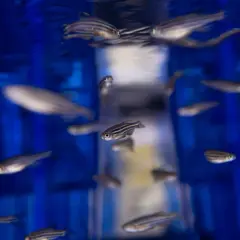 En flock zebra fisk simmar i blått vatten.