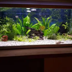 Vackert akvarium med frodiga växter och färgglada fiskar. En välskött miljö där vatten kemi är avgörande för trivseln.