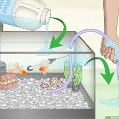Två fancy goldfish simmar i ett akvarium medan vatten hälls i och sugs ut.