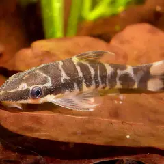 En otocinclus cocama med sina karakteristiska mörka ränder vilar på ett brunt löv i ett akvarium.