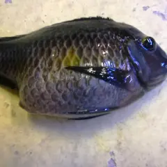 En uppblåst fisk med mörka fjäll och ett stort öga ligger på en ljus yta.
