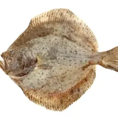 En plattfisk med prickigt mönster, redo att rocka fisken på tallriken.