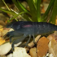 Mörkblå räka, atya gabonensis, sitter på stenar med gröna växter i bakgrunden.