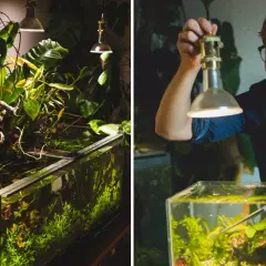 Man med glasögon justerar en frodig akvariumdesign med växter och vattenväxter under lampor.