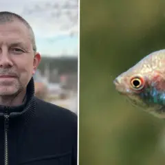 Man i svart jacka bredvid en akvariefisk. Höga halter av nitrit i akvarium kan vara skadligt för fisken.