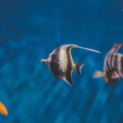 Fiskar simmar i ett akvarium med blått vatten. En fisk med svarta, vita och gula ränder simmar framför en annan randig fisk. En liten orange fisk syns också. Salt till akvarium behövs för att skapa en miljö där dessa vackra varelser kan trivas.