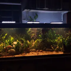 Ett välskött akvarium med frodig grönska, sandbotten och fiskar. Bottenfilter akvarium ger en ren miljö för livet i vattnet.