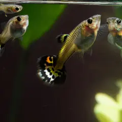 Guppys simmar i akvarium. Vattenkvaliteten, som hårdhet vatten Umeå, är viktig för deras välmående.