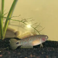 En liten, färgglad peacock gudgeon simmar nära akvarieväxten.