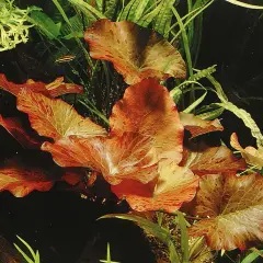 Vackra, flammiga blad av Nymphaea lotus i ett akvarium, omgivna av gröna vattenväxter och en liten fisk.