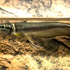 En silver arowana simmar nära ytan, dess fjäll glänser och dess skäggtömmar pekar framåt.