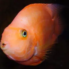 En orange papegojfisk med gröna ögon simmar i mörkt vatten.