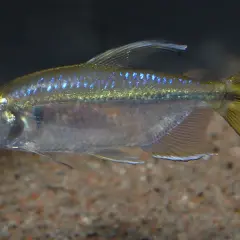 En congo tetra simmar i akvariet med sina glittrande blå prickar och gulaktiga stjärtfena.