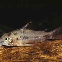 En liten Corydoras habrosus simmar på en träbit.