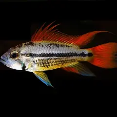 En Apistogramma cacatuoides med lysande orange fenor och en distinkt svart rand simmar mot en mörk bakgrund.