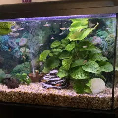 Fiskar simmar i ett välskött akvarium med växter och dekorationer, redo för ett vattenbyte.