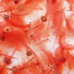 En närbild av många små, rosa artemia-räkor som simmar tätt tillsammans.