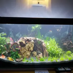 Vackert akvarium med fiskar, växter och stenformationer. En del av inredningen kan hjälpa till att sänka ph i akvarium.